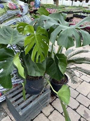 Monstera beauty