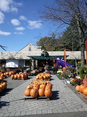 They are certainly ready for Halloween.