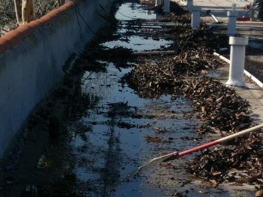 Unmaintained Roof with standing water