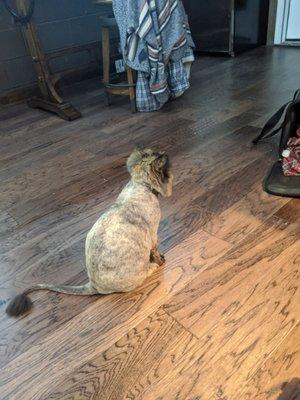 Flooring in our den