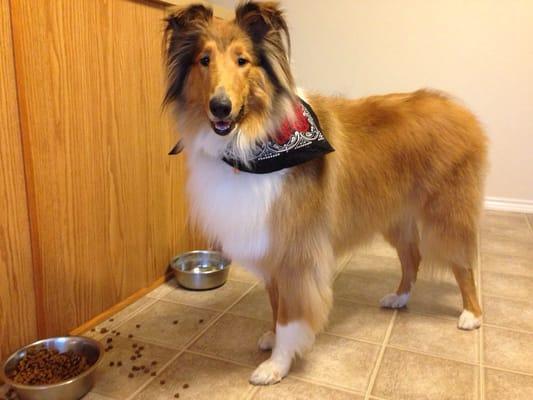 Our rough collie, Mabel after a grooming visit to Happy Paws