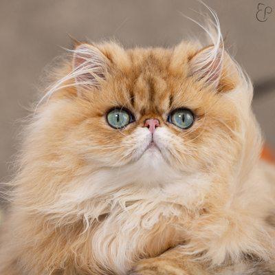 Golden persian cat with turquoise eyes.