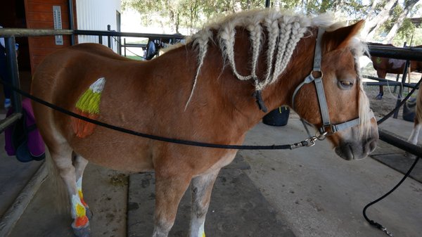 Tucker, one of our school horses who helps with our young riders ready for Halloween!