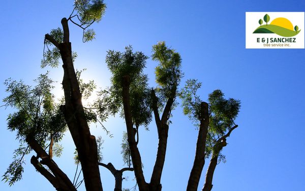 Weight reduction. Palm and Tree Trimming, Pruning & Removal. Call us for a free quote!