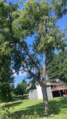 NM Tree Service