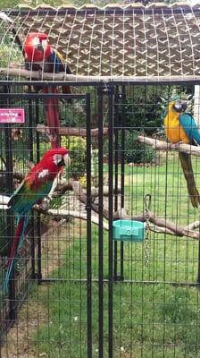 LCBB resident Macaws
Enjoying dappeled shade and fresh air in the outdoor aviary.