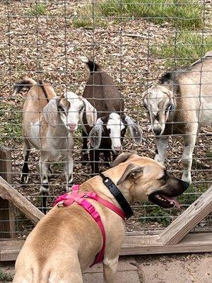 Our goats are very much part of teaching dogs to not bark at the fence or chase animals.