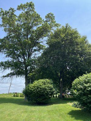 Before and after Al' Affordable Tree Service