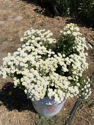 White feverfew