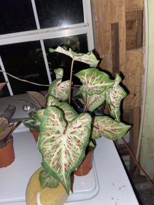 Caladium