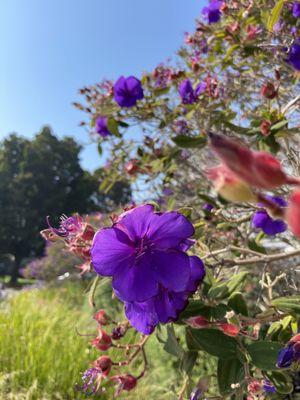 Landscaping for California