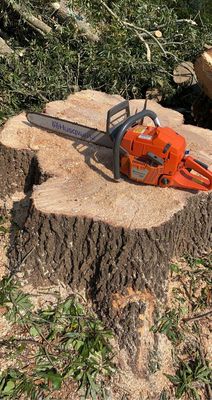 Pin oak down