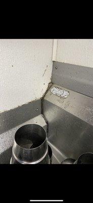 Black mold on the sinks, it's everywhere.