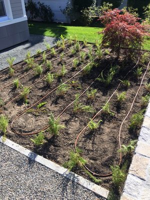 Drip irrigation, completed work in Newton MA