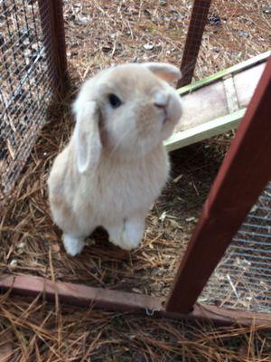 Caring for bunnies, too!