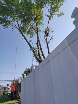 cut tree down fence