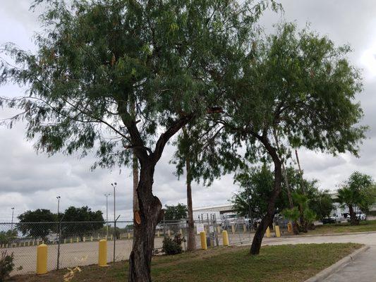 Trim trees, clean palm trees, mow lawn, weed and grass control on concrete parking is what we do for this commercial ware house.