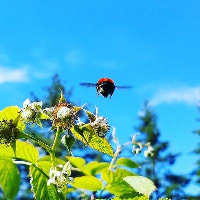 Bumble bee captured at Wyeast Gardens by Emma Clark Wyeastgardens.net