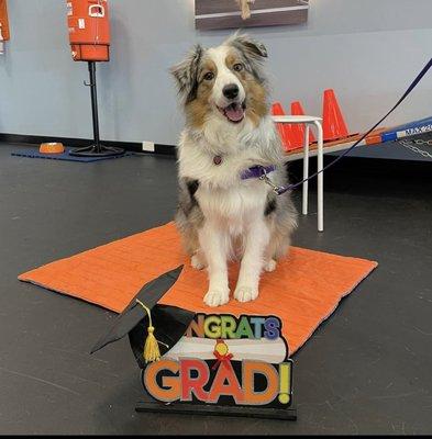 Graduating from Basic Obedience and moving to Advanced Obedience is a Great Accomplishment for you and your pup!