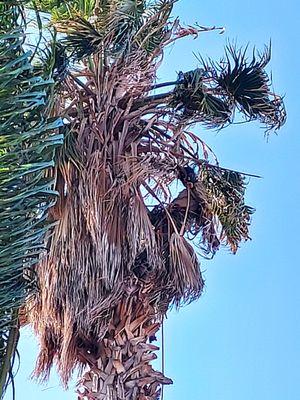 Palm and pine tree service don't matter the height or width