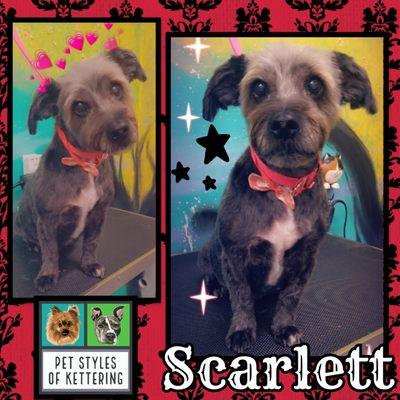 Scarlett is a terrific Terrier mix