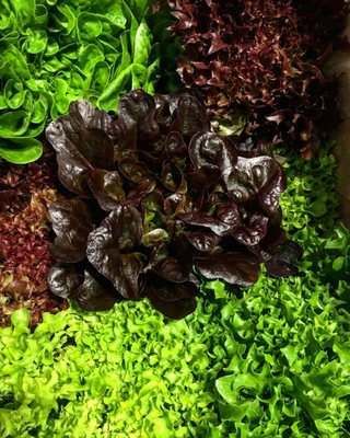 Salanova Lettuce!