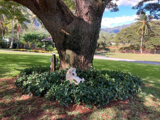 Resident dog Hunter under a Monkeypod tree