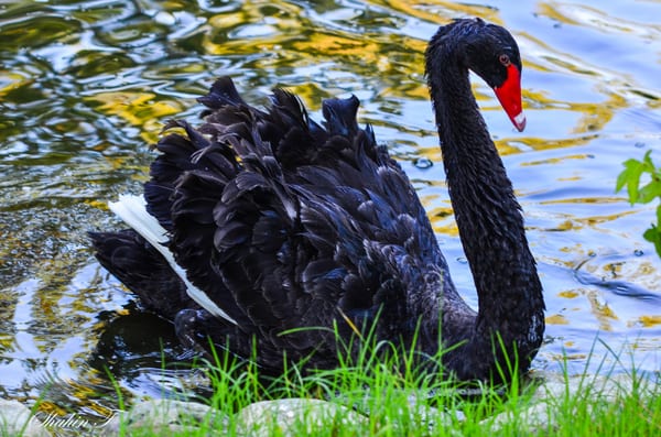 George the black swan at Flery Manor