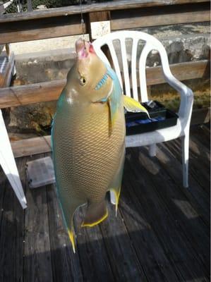 Angel Fish caught Off of Pier 3/8/2014