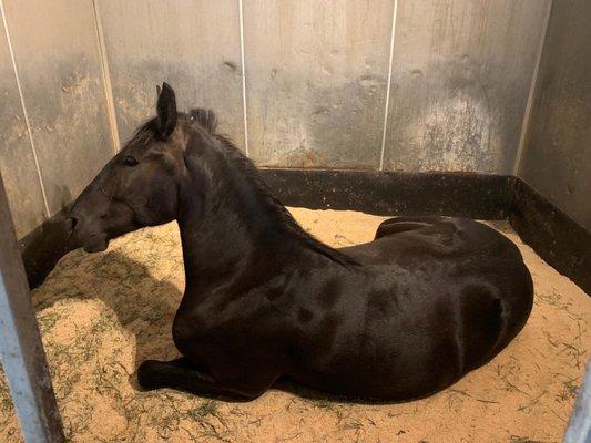 Encanto Equestrian Center