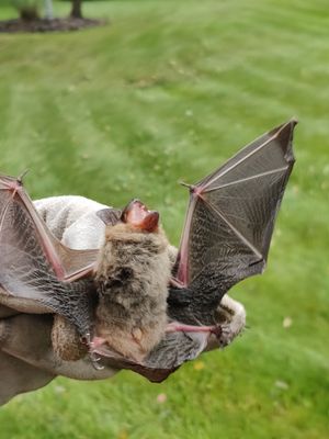 Bat removal