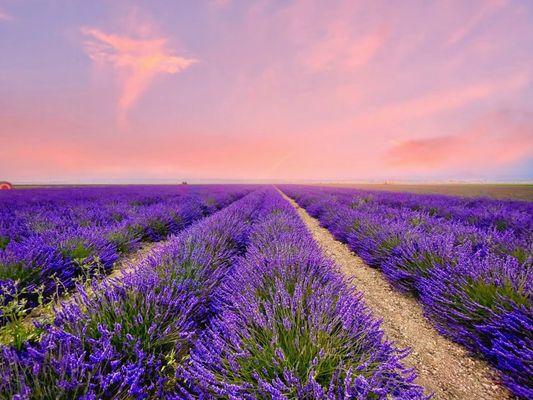 Evening view of the lavender flower field