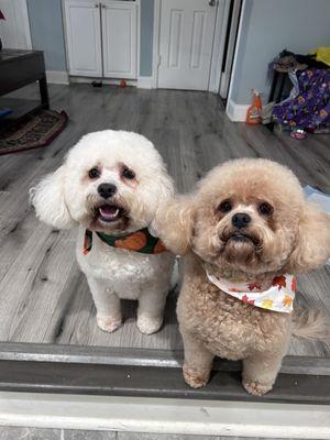 Coco and Georgia happy as can be after their bath and touch up