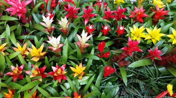 Bromeliads