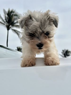 The new family addition enjoying some beach playtime... :)))