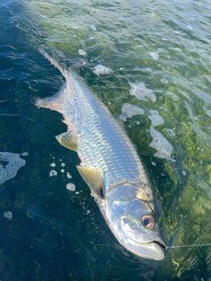 Flats Fishing for Tarpon Fish