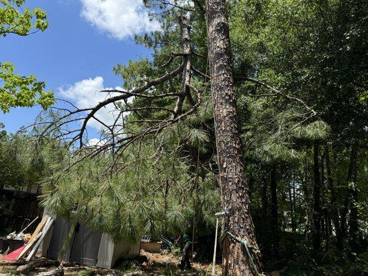 Pine tree taking down