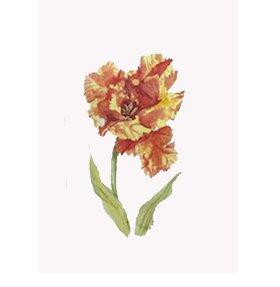 Watercolor of frilly tulip