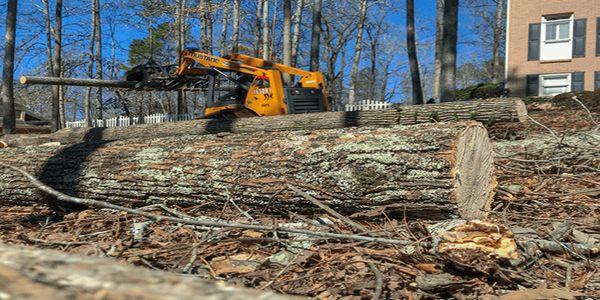 tree removal virginia beach, tree removal service virginia beach, tree service virginia beach, tree trimming virginia beach,