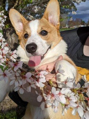 Our graduate of Pawsibility Puppy Training!