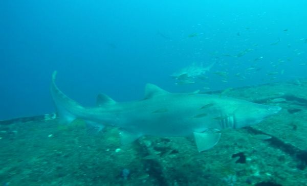 Sand tiger off the carolina coast