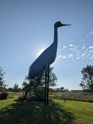 Sandy, the World's Largest Sandhill Crane