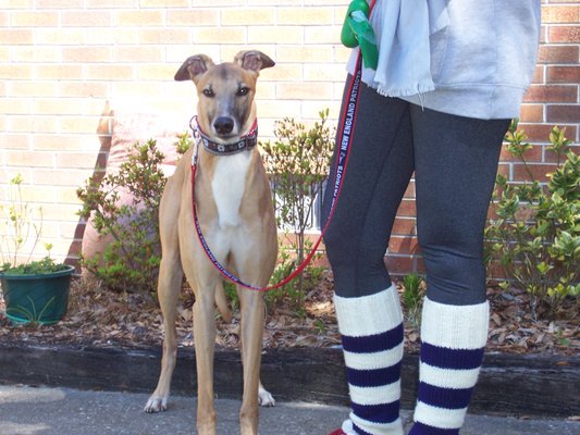 Greyhound Friends of NC