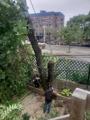 Emergency service this tree was leaning on cable and phone wires