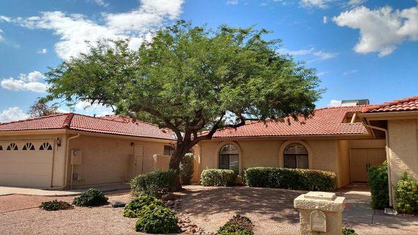 Beautiful mesquite tree AFTER God's Green Earth trimmed it up!