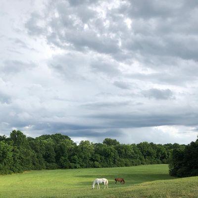 Ghost and Joey grazing as the storm rolls in