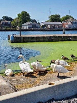 Didn't realize how big swans were until I saw them next to geese! This is on the creek near the beach