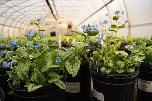 Shade Perennial: Brunnera "Silver Heart"