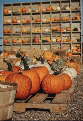 Pumpkin patch