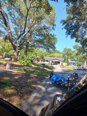 Oak tree thinned out